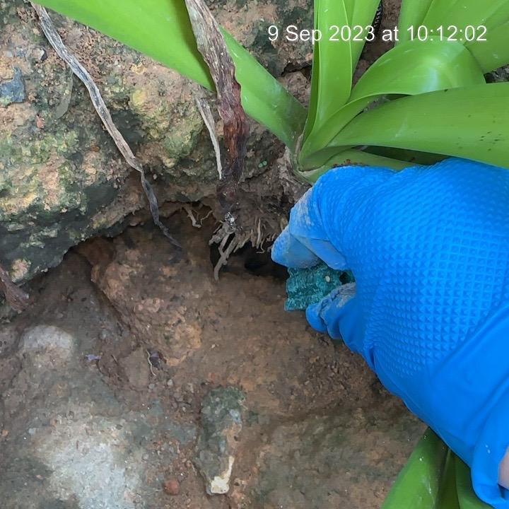 Effective Rodent Control Methods